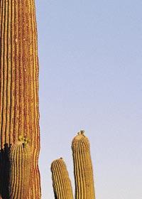 The plants and animals in the desert need each other.