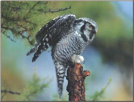 The Hawk Owl feeds on mice, lemmings, squirrels, and other small mammals that may be hiding amongst pine needles, moss, and lichen.