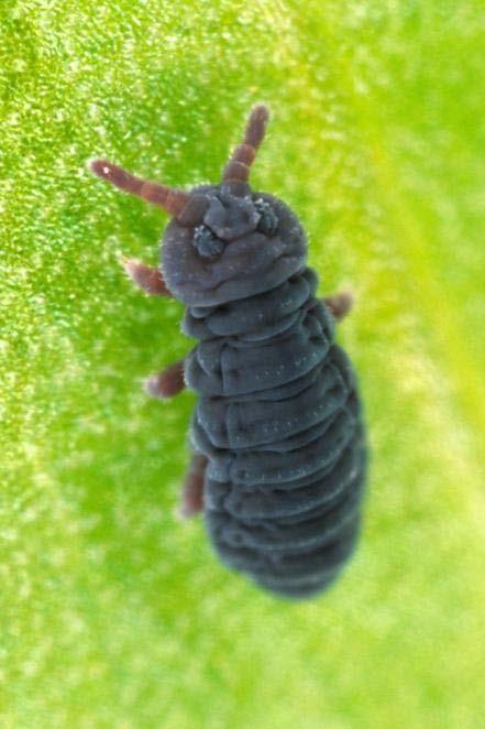 Order Collembola- Springtails Small Size Antennae Short Simple Eyes Presence of Forked Abdominal Appendage Chewing/Stylet