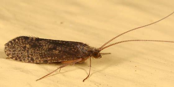 Order Trichoptera- Caddisflies Small to Medium Size Antennae