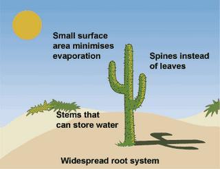Some plants experience excessive water loss as a result of the high temperature. The process responsible for this high water loss is called transpiration.