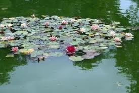 others have only their leaves and flowers floating on