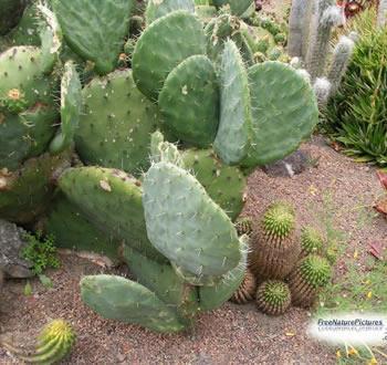 Xerophytes are adapted to live in extremely dry conditions in the following way: Some plants have