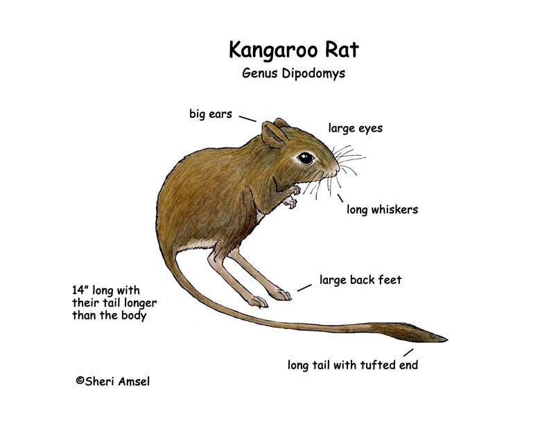 The kangaroo rat is able to go long periods