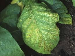 Other viruses such as the tobacco mosaic virus (TMV) are highly destructive, attacking the leaves of tomato, potato, pepper and cucumber plants. TMV often lowers crop yields dramatically.