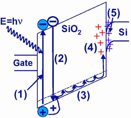 RadFET Sensors (TID) (1) e - /h + pair generation; (2) e - /h + pair recombination; (3) e - /h + transport; (4) hole trapping; (5) Interface states buildup.