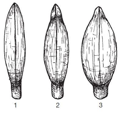 - 18 - Ad. 7: Leaf: length of rachis Short (Less than 4 m) Medium (between 4-5 m) Long (More than 5 m) Ad. 11: Inflorescence: peduncle length Inflorescence details Ad.