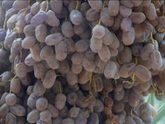 be taken one month after harvest when the fruit is dry 7 -