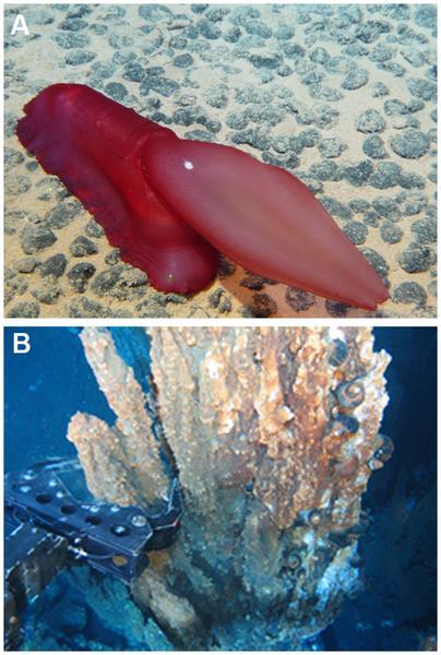 Figure 5. Exploitation of deep-sea mineral resources. Ramirez-Llodra E, Tyler PA, Baker MC, Bergstad OA, Clark MR, et al.