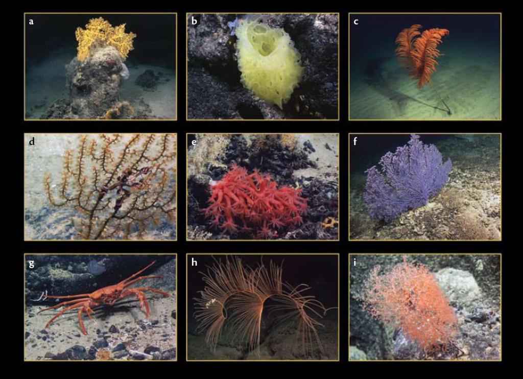 Cobalt Crusts biological characteristics Hotspots of biodiversity Very diverse species including corals Complex ecosystems Many species with limited distribution, some to