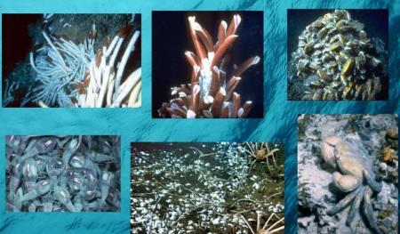 More than 95 percent of Earth s surface water is found in the oceans. The ocean (saltwater environment) and rivers, lakes and ponds (freshwater environments) are home to a wide variety of organisms.