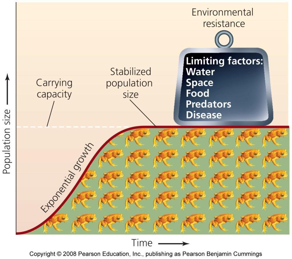 Carrying capacity Carrying capacity = the maximum population size of a species that its environment can sustain - An S-shaped logistic growth curve - Limiting