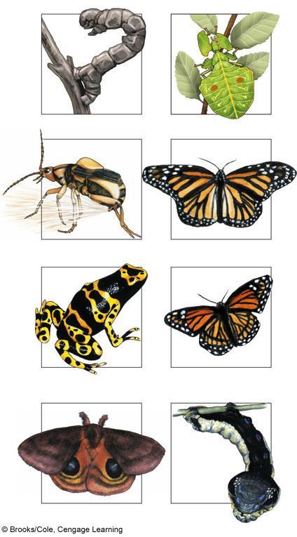(a) Span worm (b) Wandering leaf insect (c) Bombardier beetle (d) Foul-tasting monarch butterfly (e) Poison dart frog (f) Viceroy butterfly mimics monarch