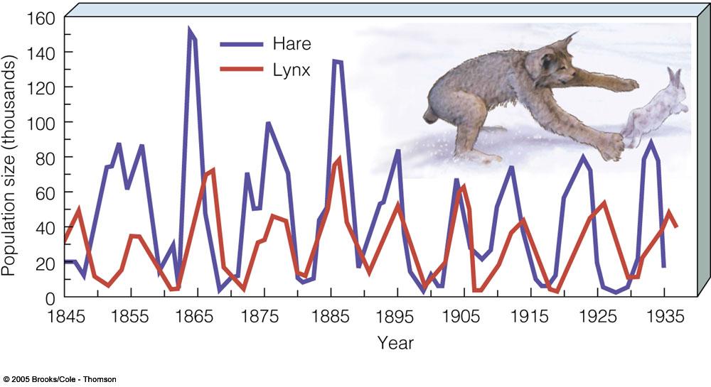Predator & Prey Population Cycles o Pop cycles of predator influence pop