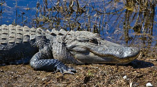 Keystone & Foundation Species: American Alligator hunted for meat, skin, and/or for sport 1950-1960 90% decline in LA 1967 put on endangered species list 1977-1987 upgraded to threatened list in 8
