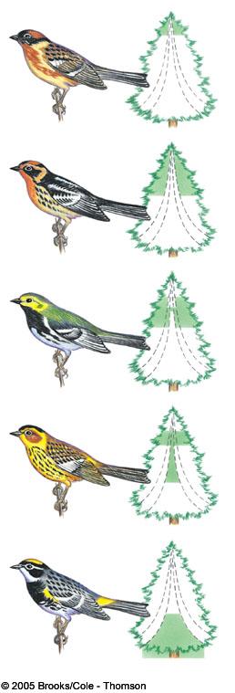 ways) Ex: North American warblers hunt for insects in same spruce trees, but