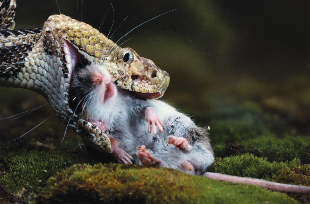 association between two or more species living together Predation (+, -)