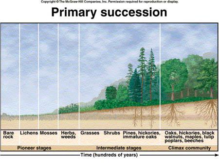 Primary Succession: the gradual establishment of biotic communities on lifeless ground (rock) Pioneer Species start soil formation process: trap soil particles & detritus in wind,