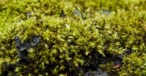 Next, mosses grow to hold the newly made soil Each of these are known as