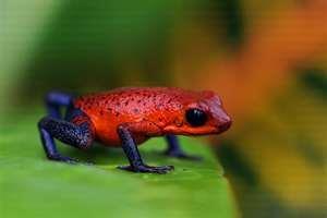 Examples: Mantella frog of Madagascar and poison dart frog of South America Both
