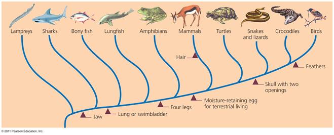Speciation results in diverse life forms How do major groups diverge over time?