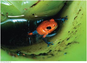 A specialized frog Epiphytes grow on trees for