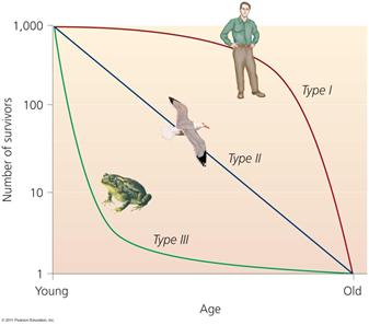 Birth and death rates Survivorship curves = the likelihood of death varies with age Type I: more