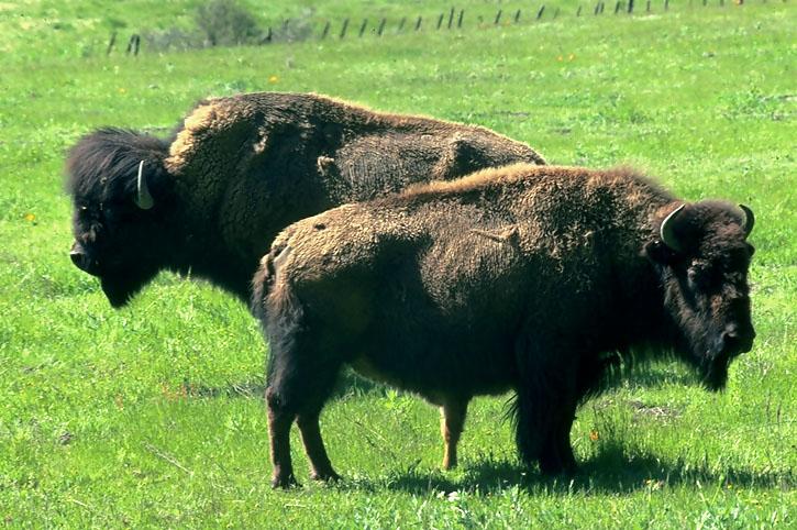 bison Desert