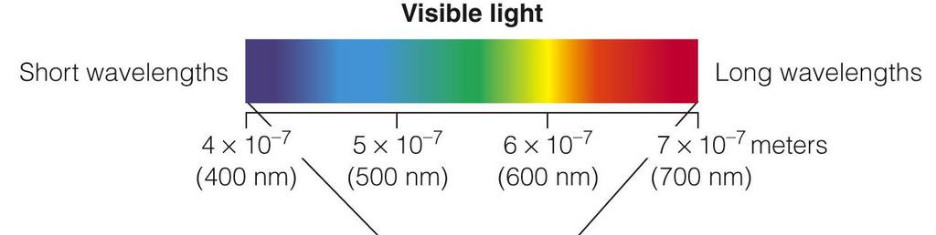 The Electromagnetic Spectrum The colors of visible light have