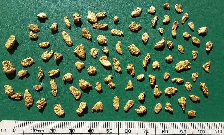 Figure 3. Loudens Patch nuggets. Figure 4. Various waterworn, pitted and watermelon shaped nuggets.