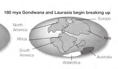 Landscapes of Gondwana Jurassic Period 165mya Great southern continent of Gondwana formed as it separates from the north Climate warm and wet Even climate across Gondwana with no dramatic seasonal