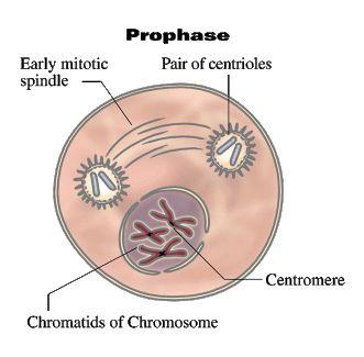 Chromatid: Each strand of a duplicated chromosome 3.