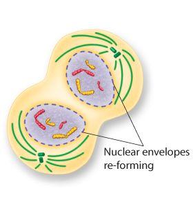 What are the main events of telophase? Fourth and final phase of mitosis. Chromosomes spread out into a tangle of chromatin.