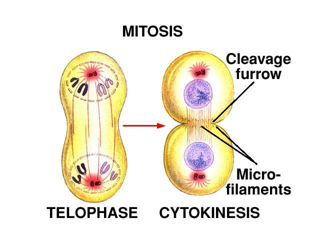 What is cytokinesis? Cytokinesis is the division of the cytoplasm.