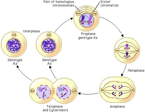 What are some important facts about mitosis? 1. Nucleus of a cell divides into two nuclei. 2. Takes place in somatic, or body cells. 3. Maintains the number of chromosomes. 4.