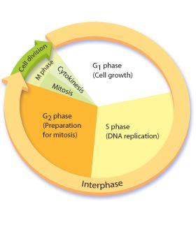 What is the eukaryotic cell cycle?