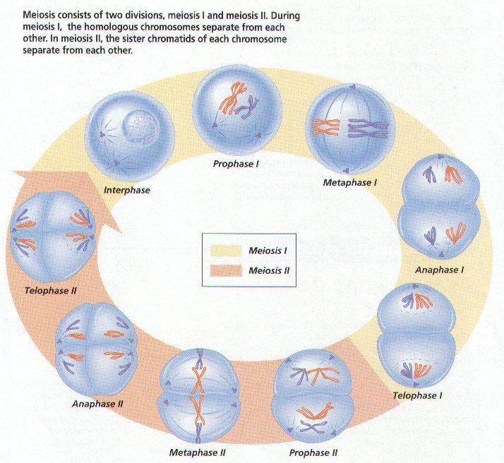 Like mitosis, meiosis begins after a cell has progressed through interphase of the cell cycle Unlike mitosis, meiosis involves two successive divisions These are called Meiosis I and II Each of these