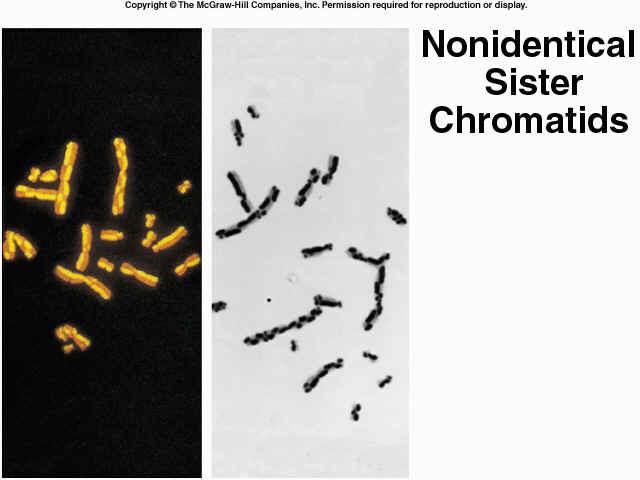 plate Pairs of sister chromatids are aligned in a double row,