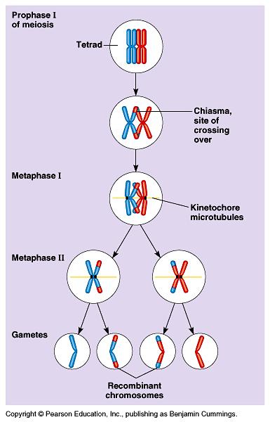 Meiosis II Meiosis summary for 2n=2 Start with 1 cell (2 chromosomes, 2 chromatids (not shown)) DNA replicates during S phase (2 chromosomes, 4 chromatids) Homologous pairs line up at metaphase (2