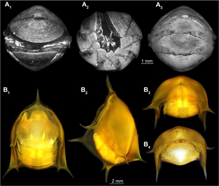 Rudolf et al. Zoological Letters (2016) 2:17 Page 3 of 15 Fig. 1 a b Commonly known species that exhibit defensive enrollment. A 1 A 3 Autofluorescence images of Chiton spec. (Polyplacophora).