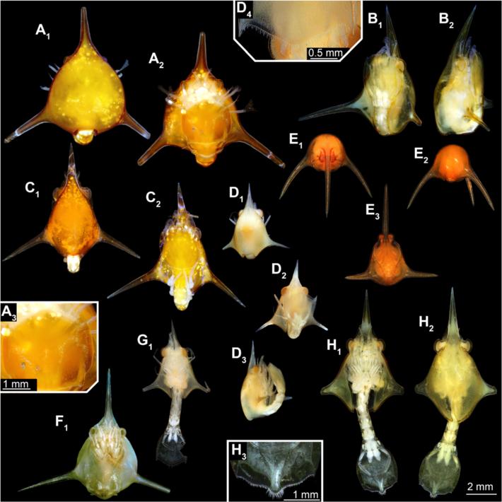 Rudolf et al. Zoological Letters (2016) 2:17 Page 9 of 15 Fig. 5 a h Composite images under cross-polarized light of hippidan specimens.