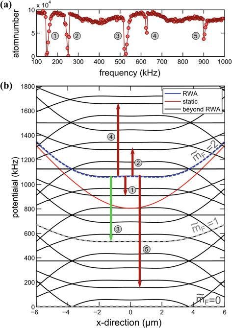 58 2 Experimental Realization of One-Dimensional Bose Gases Fig. 2.12 RF spectroscopy of the dressed states. a A weak additional RF field is used to outcouple atoms from the dressed trap.