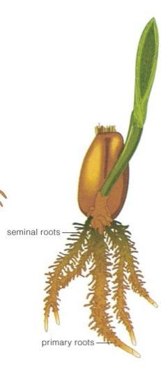 Annual grasses generally have fibrous root systems. 2) Tap root system.