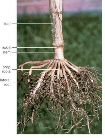 Development of the root system Fibrous roots often have different modes of development.