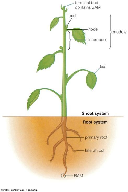 Plant organs Stems are part of the shoot system