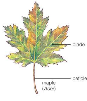 The monocot leaf also has parallel venation.