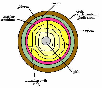 Cortex: the ground tissue outside the vascular bundles. Pith: the ground tissue inside the ring of vascular bundles. Woody Plants = plants that have stiff nongreen woody stems.