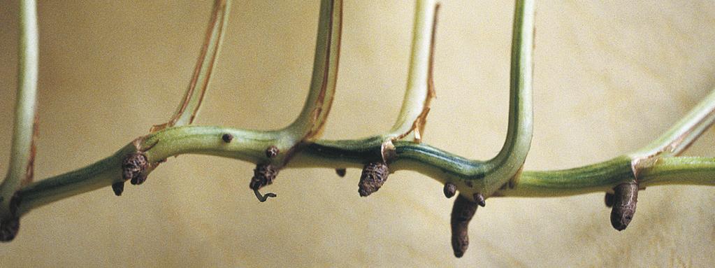 13.4 Figure 4 Aerial roots on a common Philodendron.