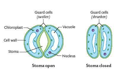 5. Leaves contain many stomata (stoma is one) which are pores in the leaves that allow for gas exchange 6. Size of stomata are controlled by guard cells 7.