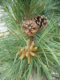 G. Gymnosperms (means naked seeds ) 1. Non-flowering vascular plants 2. Use cones for reproduction a. Male cone smaller, releases pollen carried by wind b.